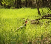 FortSnelling 2014 05 24 008